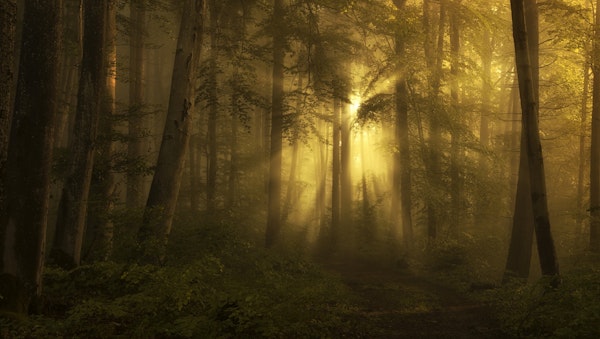 yellow   the bigger picture