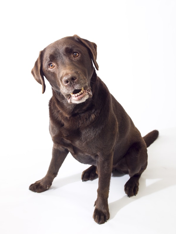 Brown Labrador