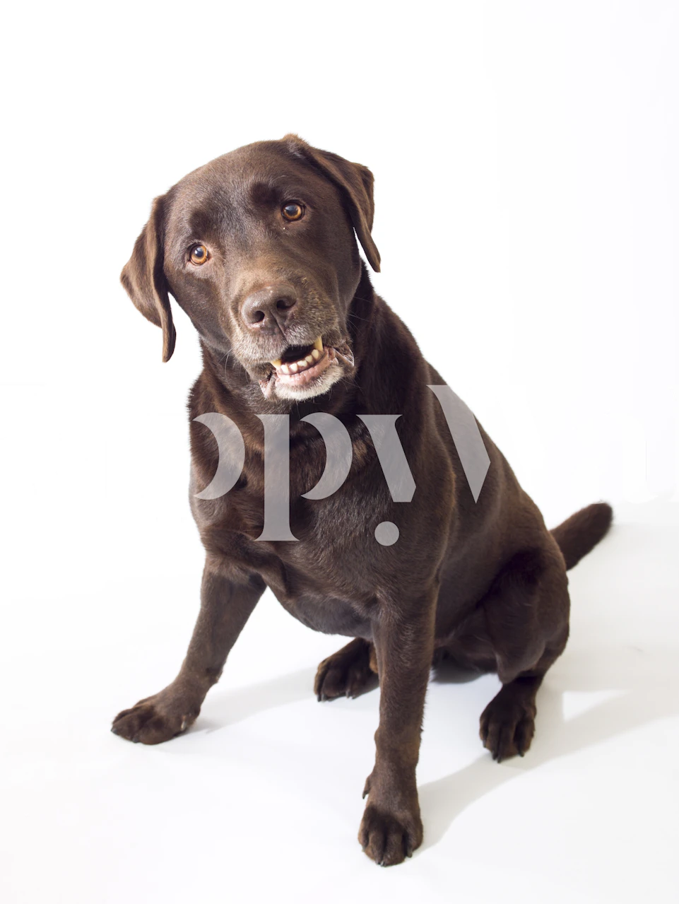 Brown Labrador wallpaper in a home setting