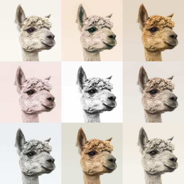 Collage of Alpacas