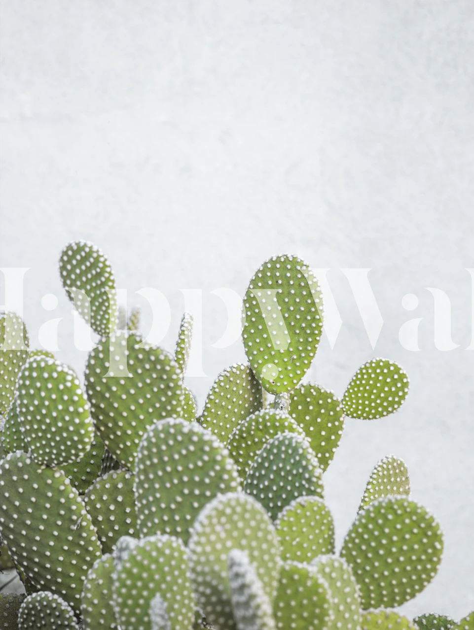 Cacti with frost-like crystals wall mural