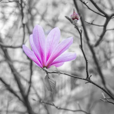 Τοιχογραφία