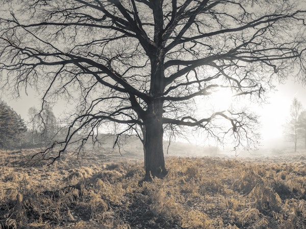 Misty Tree
