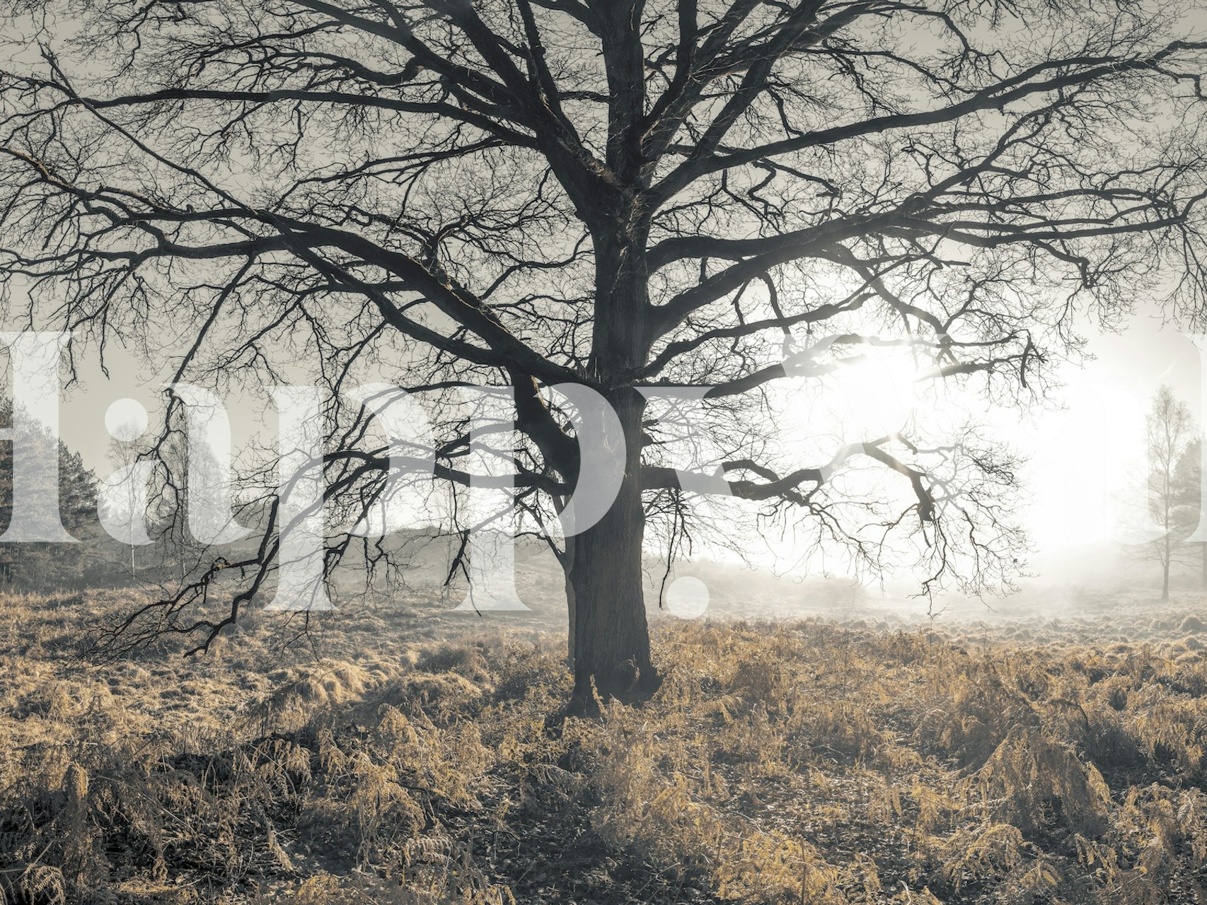 Misty Tree wallpaper displayed in a room