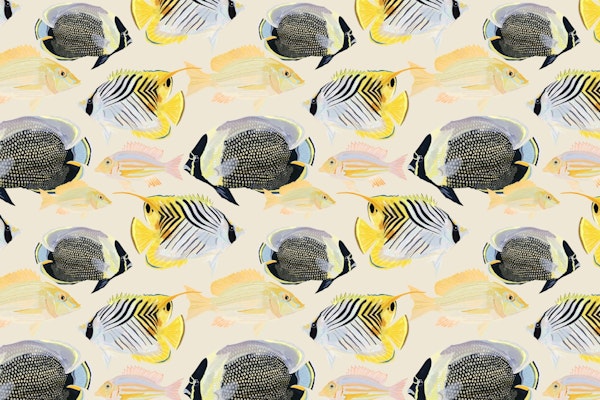 Sand Bream - The Fish 08