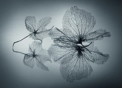 Τοιχογραφία