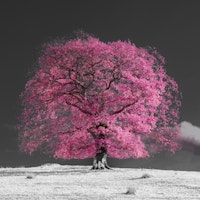 Pink Tree tapet