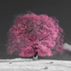 Pink Tree