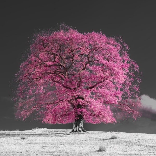 Pink Tree