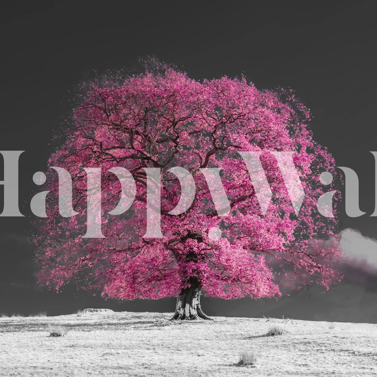 Pink cherry blossom tree on a monochrome background wallpaper