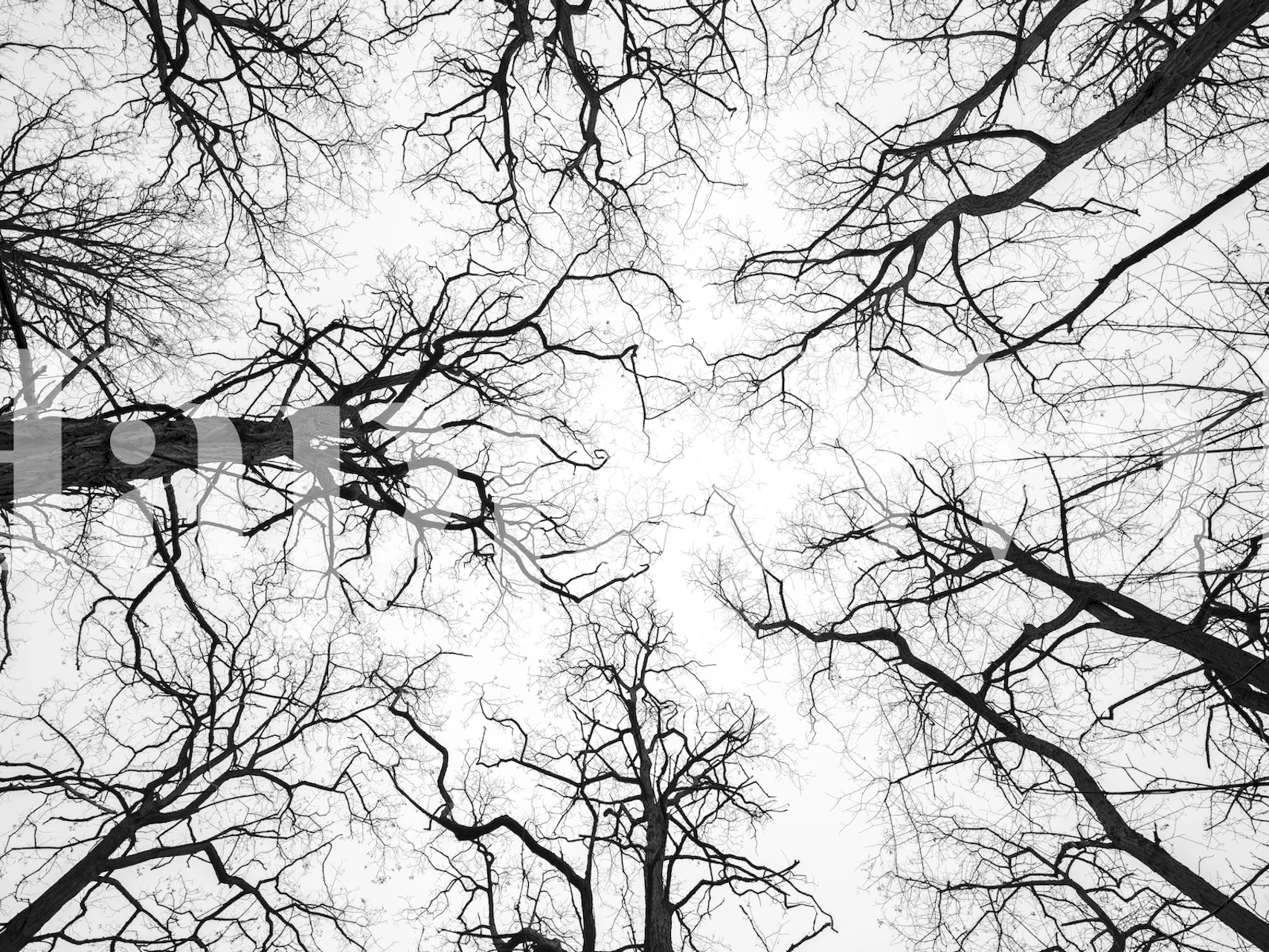 Nature's Canopy wallpaper design in a room