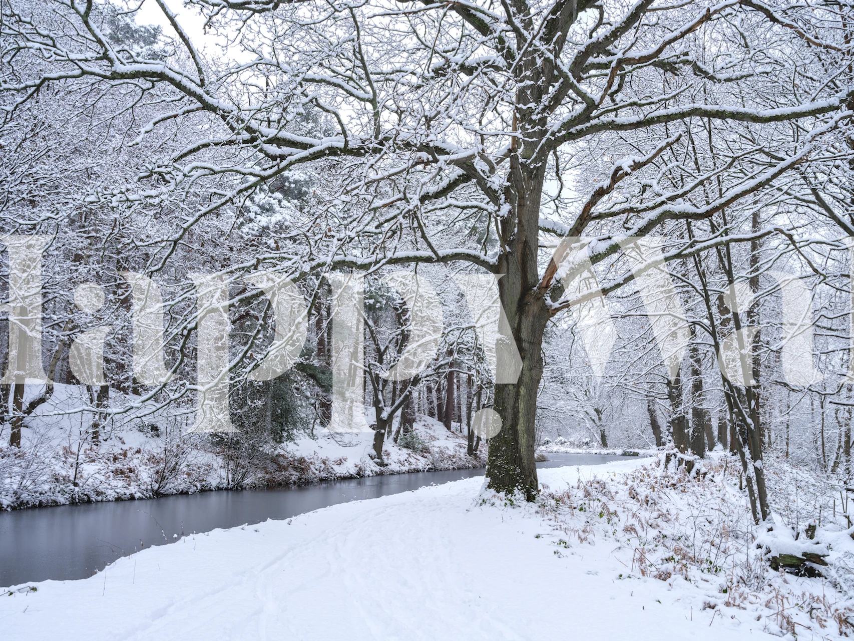 Snowy Forest Canal tapet i ett rum