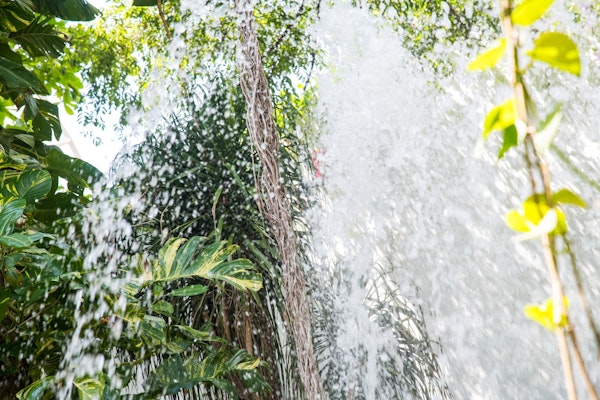Tropical Leaves Waterfall Dream 1