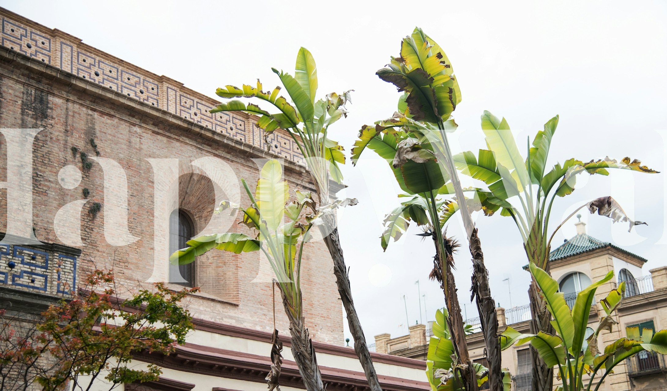 Sevillan rakennus, jossa on trooppinen White Bird of Paradise -kasvin seinätapetti