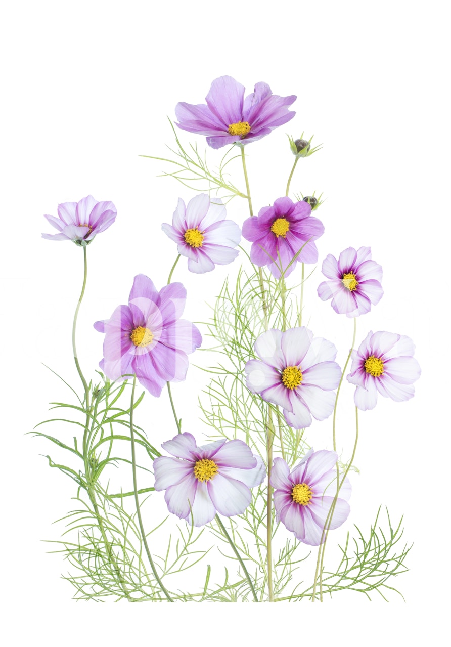 Fototapeta kwiaty kosmosu w kolorze fioletu i bieli