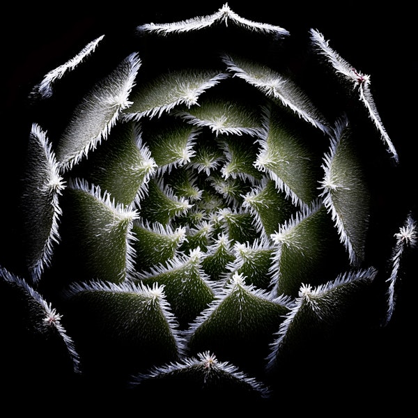 Sempervivum Rosette