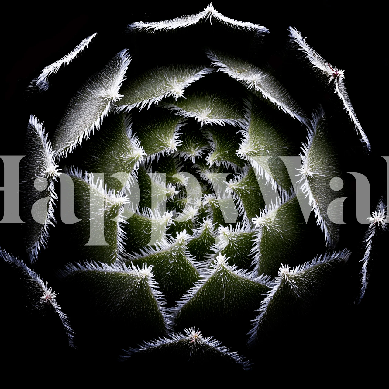 Sempervivum Rosette wallpaper in a room