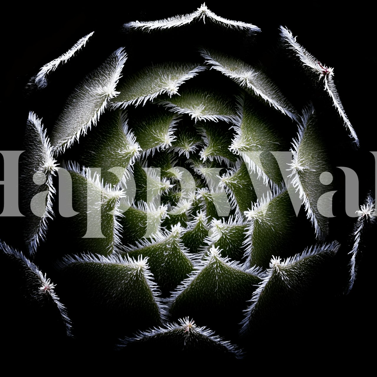 Sempervivum Rosette wallpaper in a room