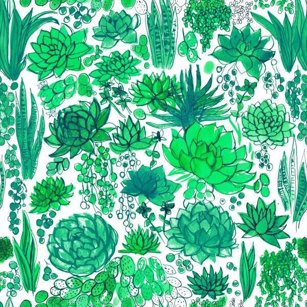 Succulents and cacti in green