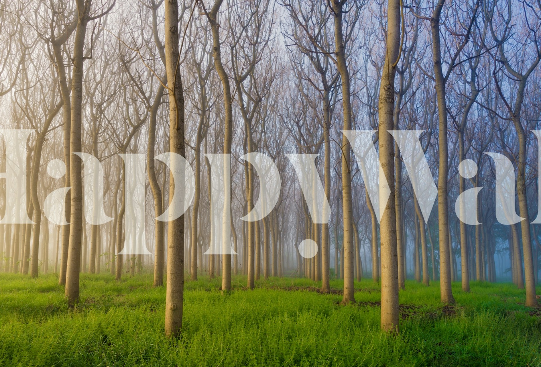 Tapeta Morning of the Forest w pokoju