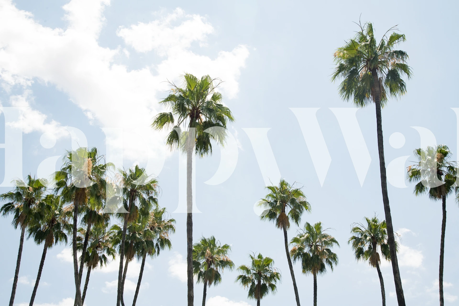 Green palm trees against a blue sky wallpaper