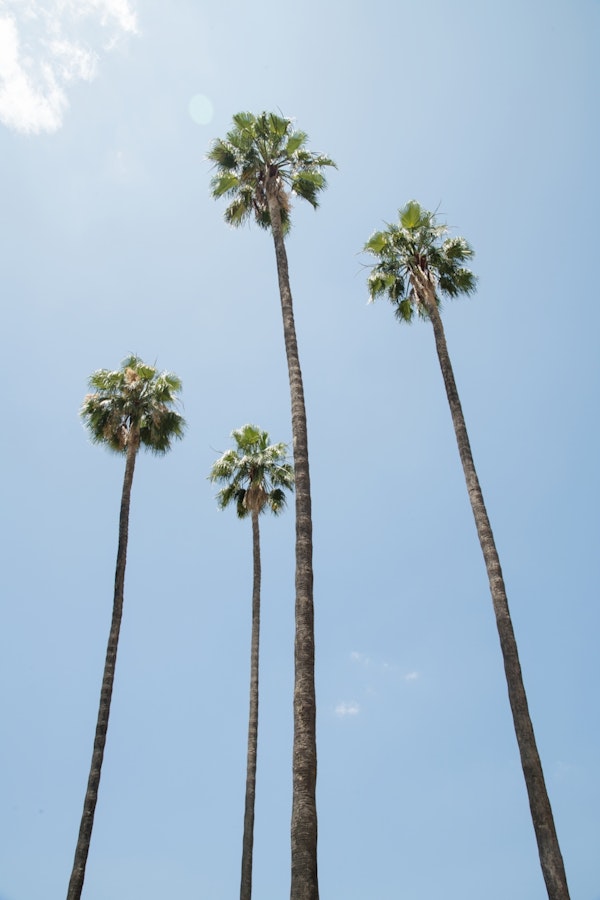 Under the Palm Trees 11