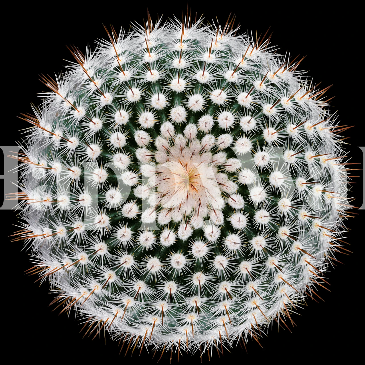 Notocactus scopa behang weergegeven in een kamer