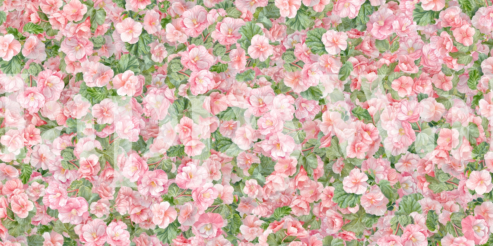 Buy Begonia Flower Wallpaper - The Power of Pink | Happywall