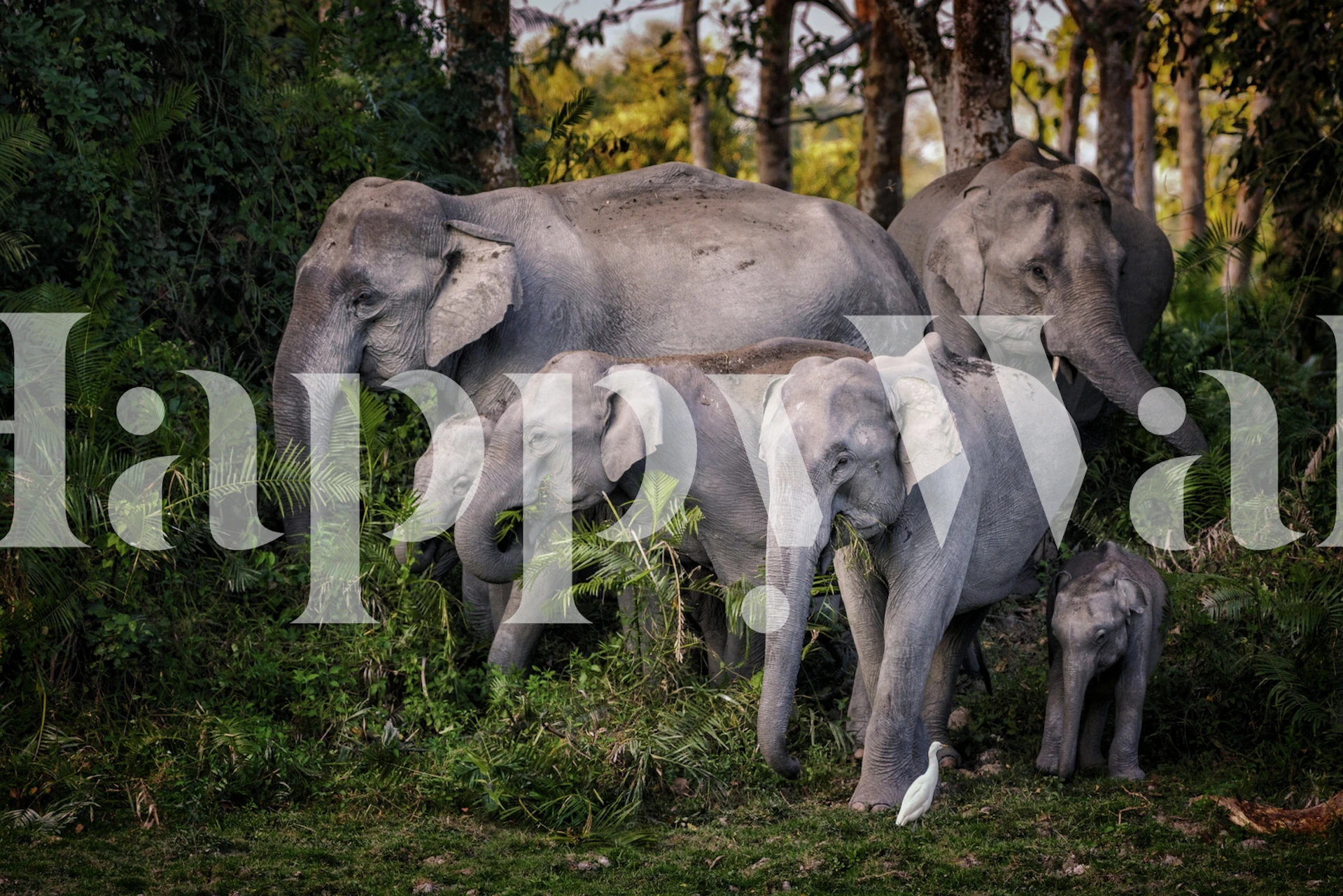 Wallpaper featuring tasty leaves design in a room