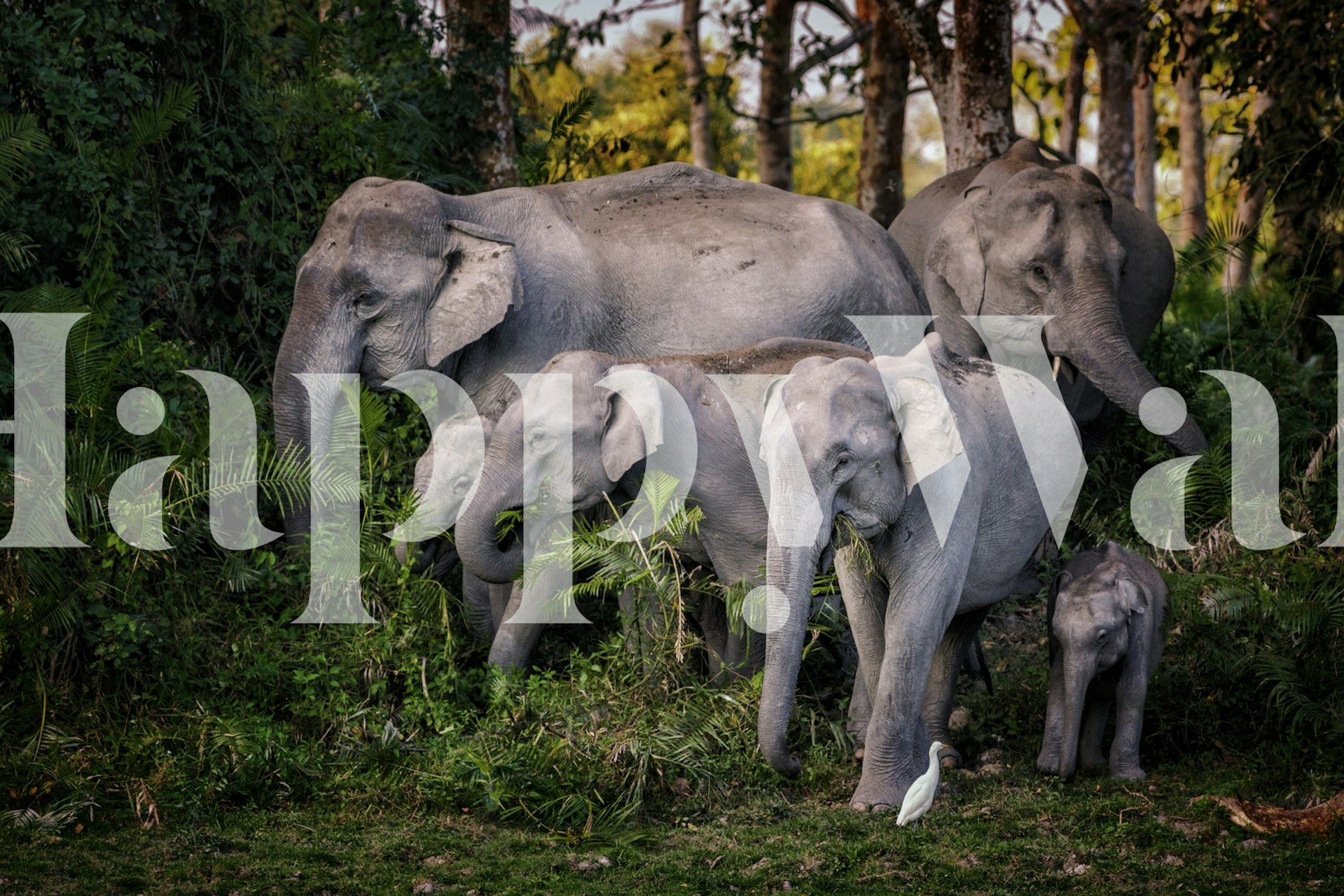 Tapetti, jossa on tasty leaves -kuosi huoneessa