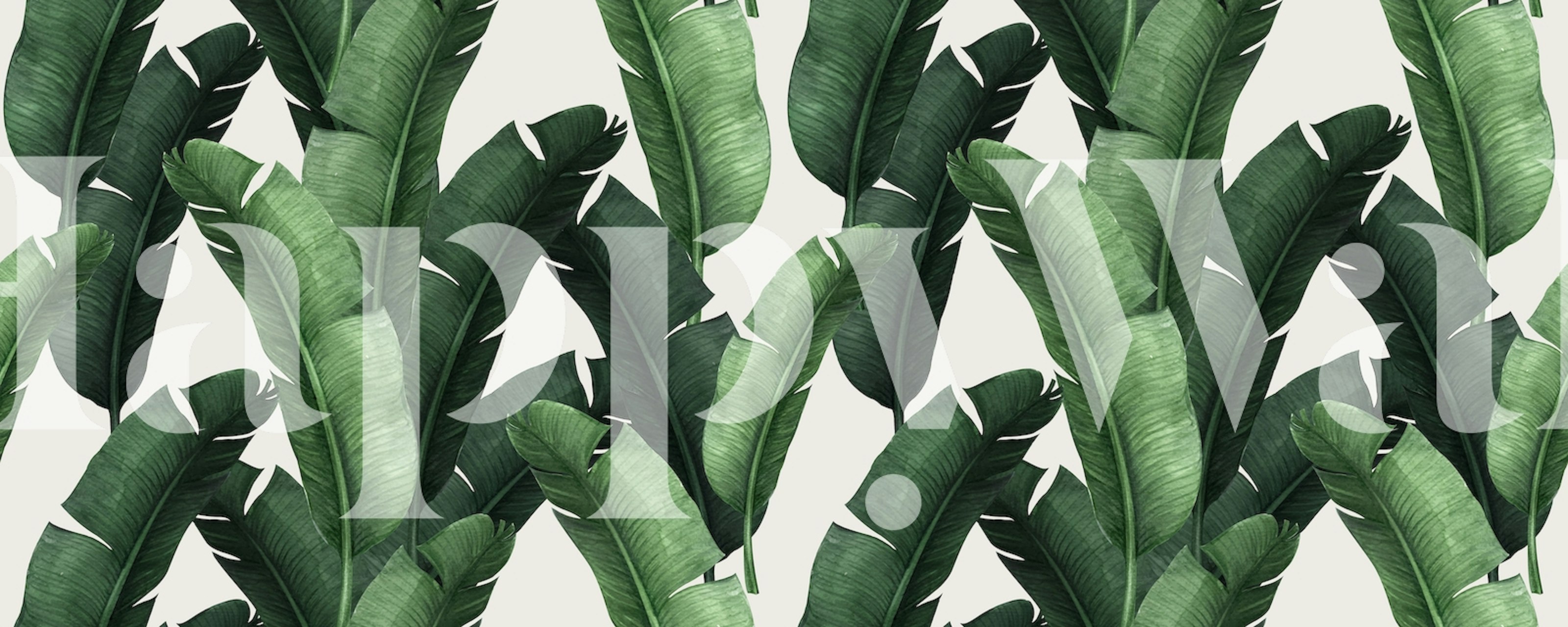 Banana leaves wall mural with rich green hues and tropical design