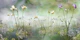 Forever freesia green
