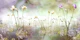 Forever freesia purple