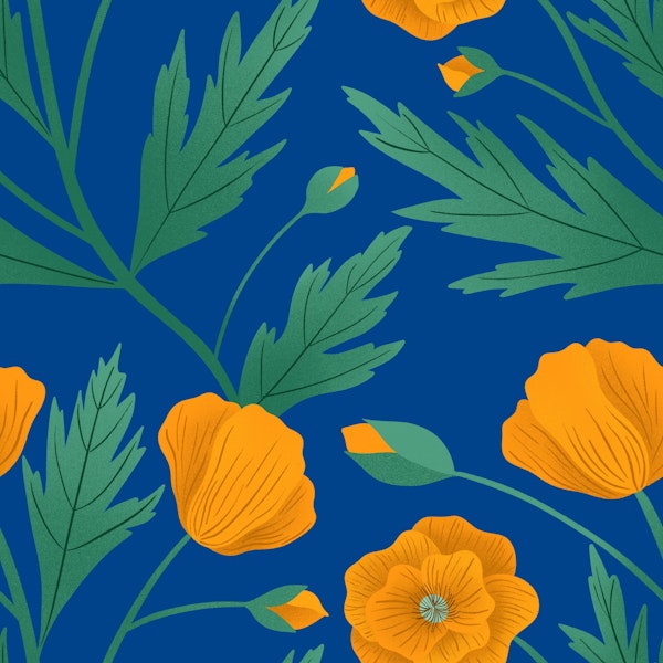 California Poppies on Blue