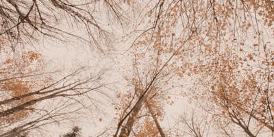 Τοιχογραφία