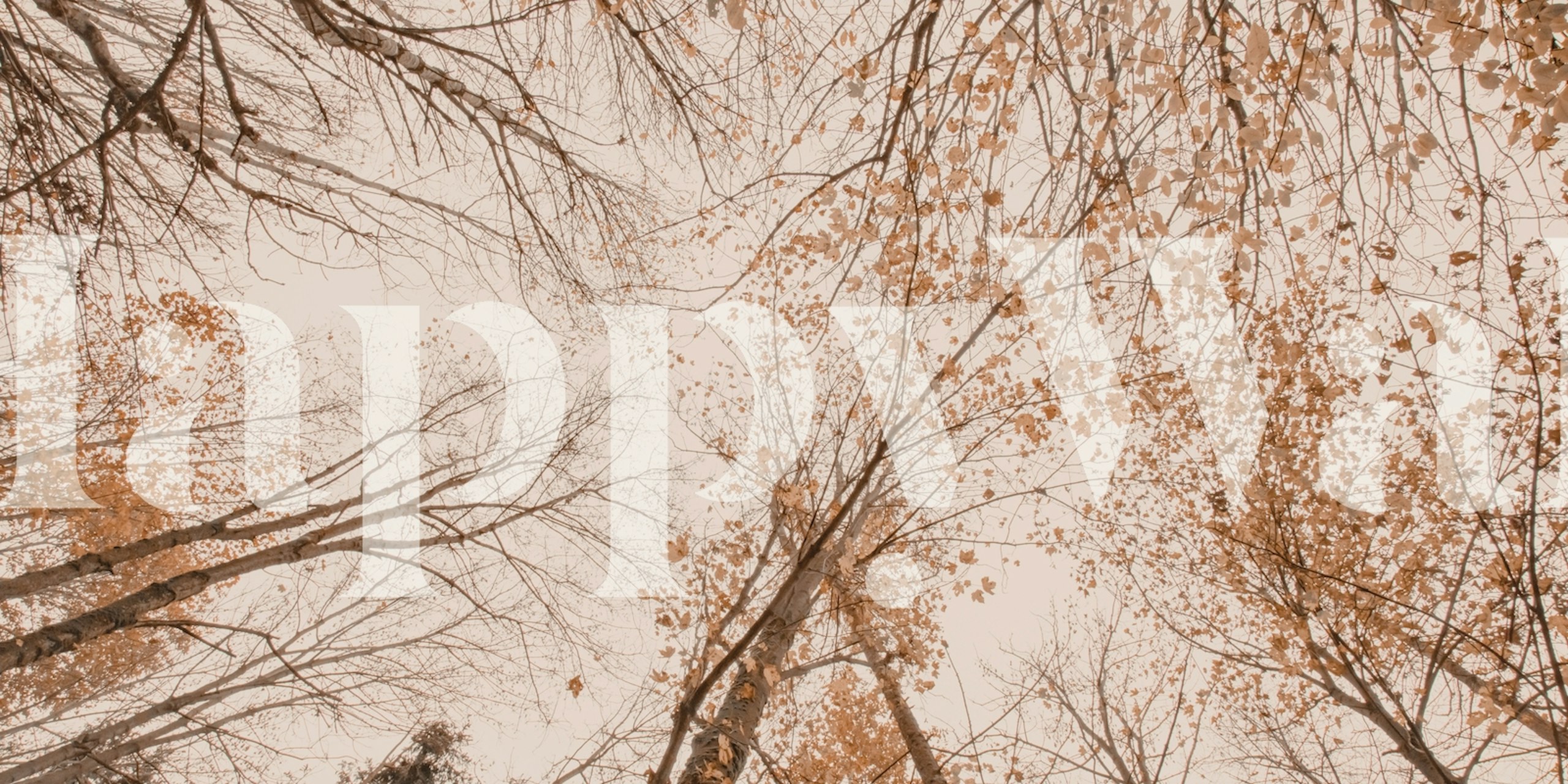 Autumn forest scenery with orange leaves and bare branches wallpaper