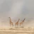 savane