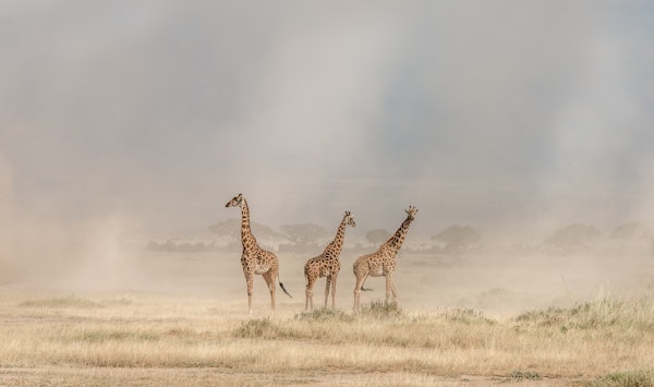 Weathering the Amboseli Dust Devils
