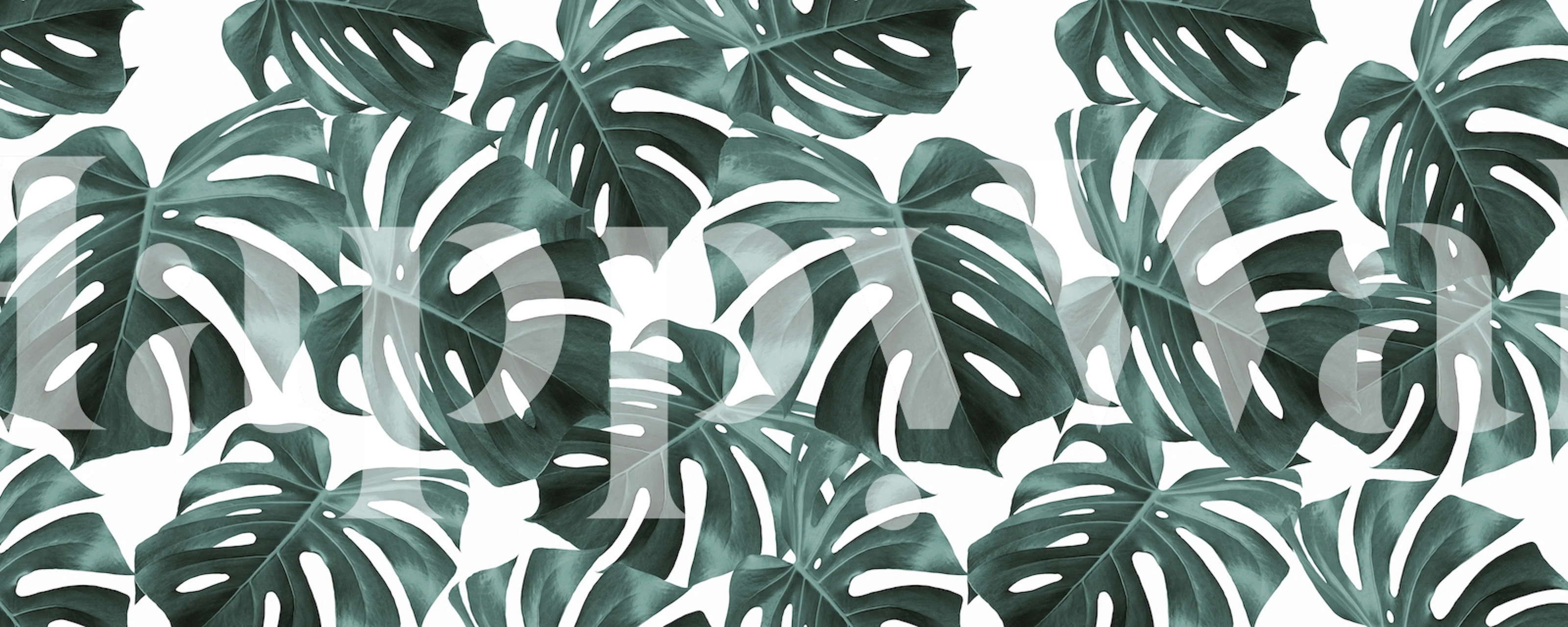 Tropical monstera leaves scattered on white background wallpaper