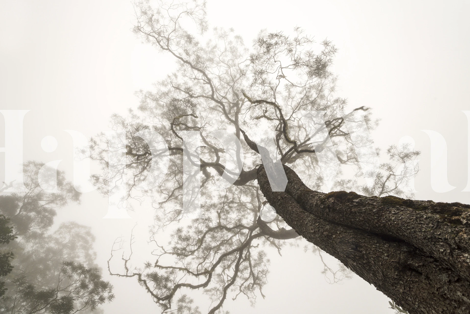 Misty tree branches wallpaper in gray tones for tranquil decoration.