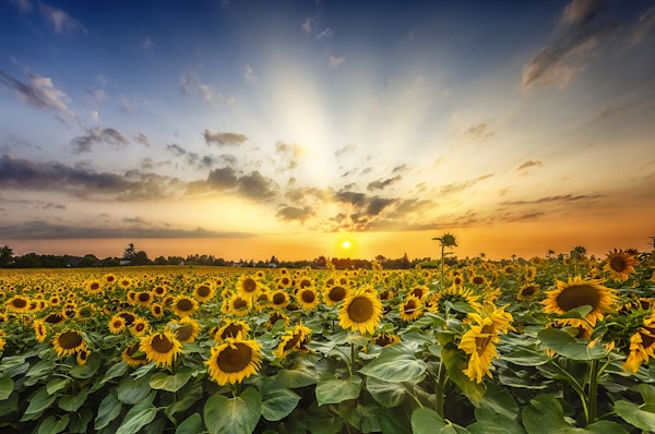Gorgeous sunflower field at sunset