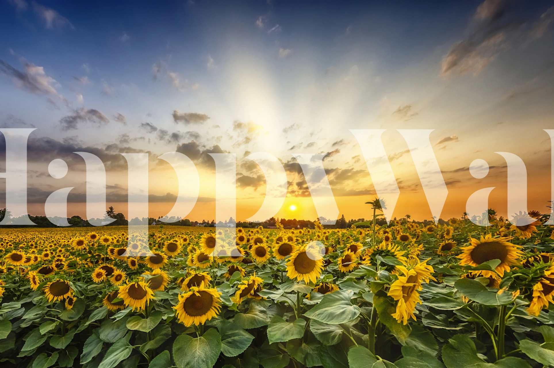 Zonnebloemveld bij zonsondergang fotobehang met gouden lucht