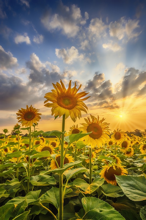Lovely sunflowers in sunset