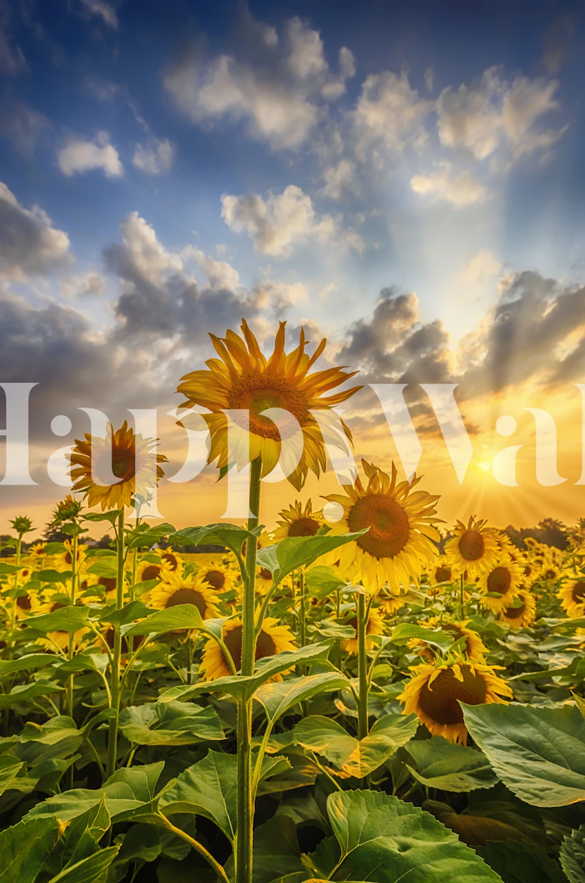 Zonnebloemen tegen zonsondergang fotobehang