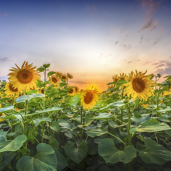 Sunflowers in the evening