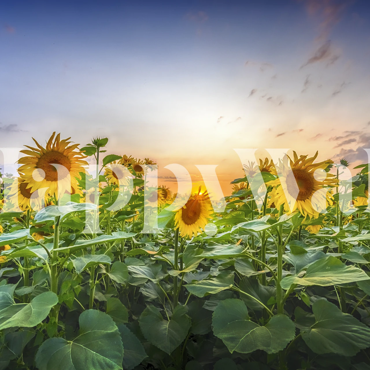 Sunflowers in the evening tapetti huoneessa