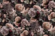 Velveteen Moody Baroque Flower Fantasies