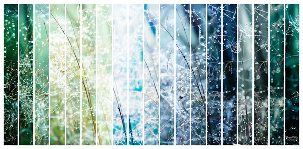 MAGIC GALAXY PLANTS by MS