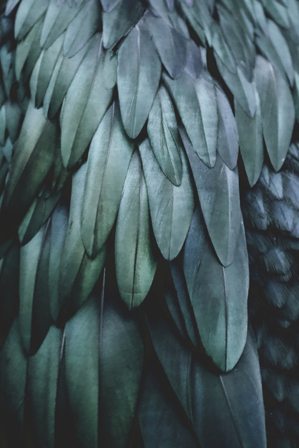 DARK FEATHERS TEAL by MS