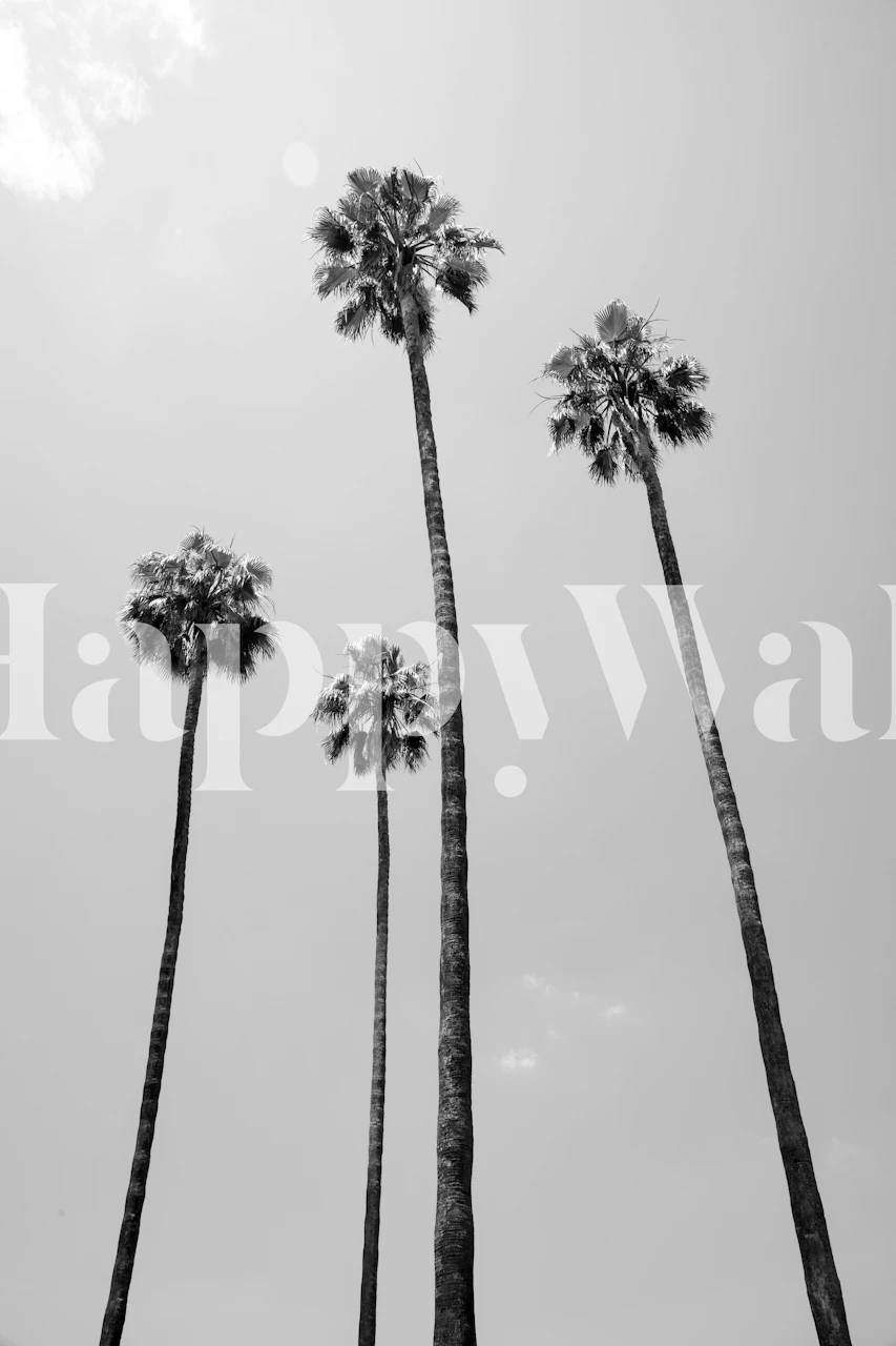 Tall palm trees against a light sky in black and white wallpaper